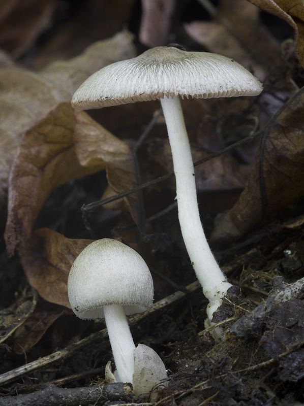 Volvariella murinella